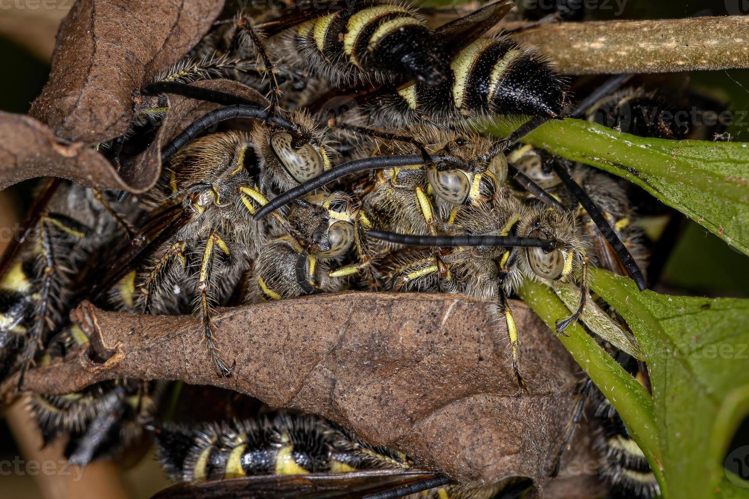 volwassen scoliide wespen foto