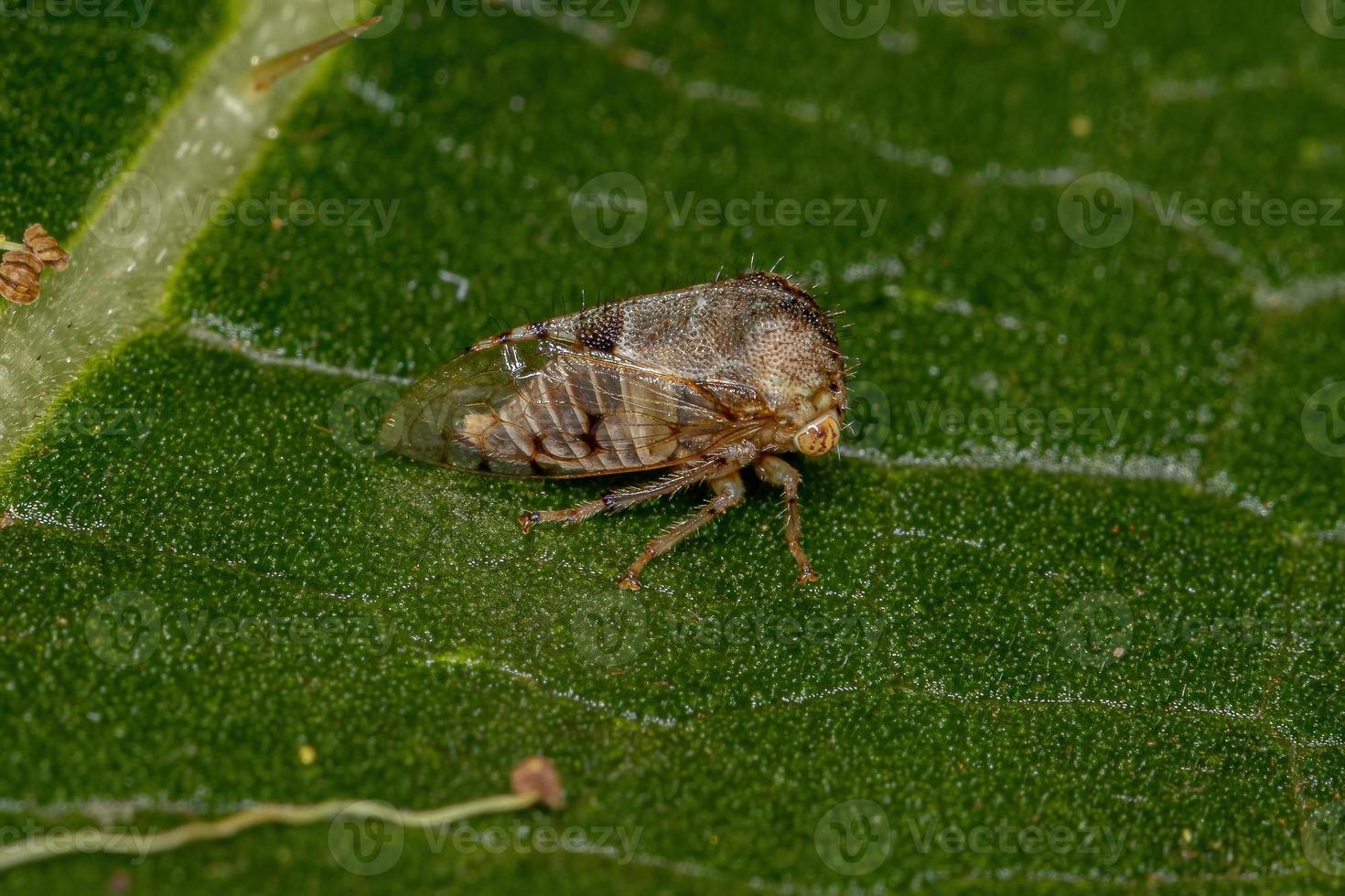 volwassen buffalo treehopper foto