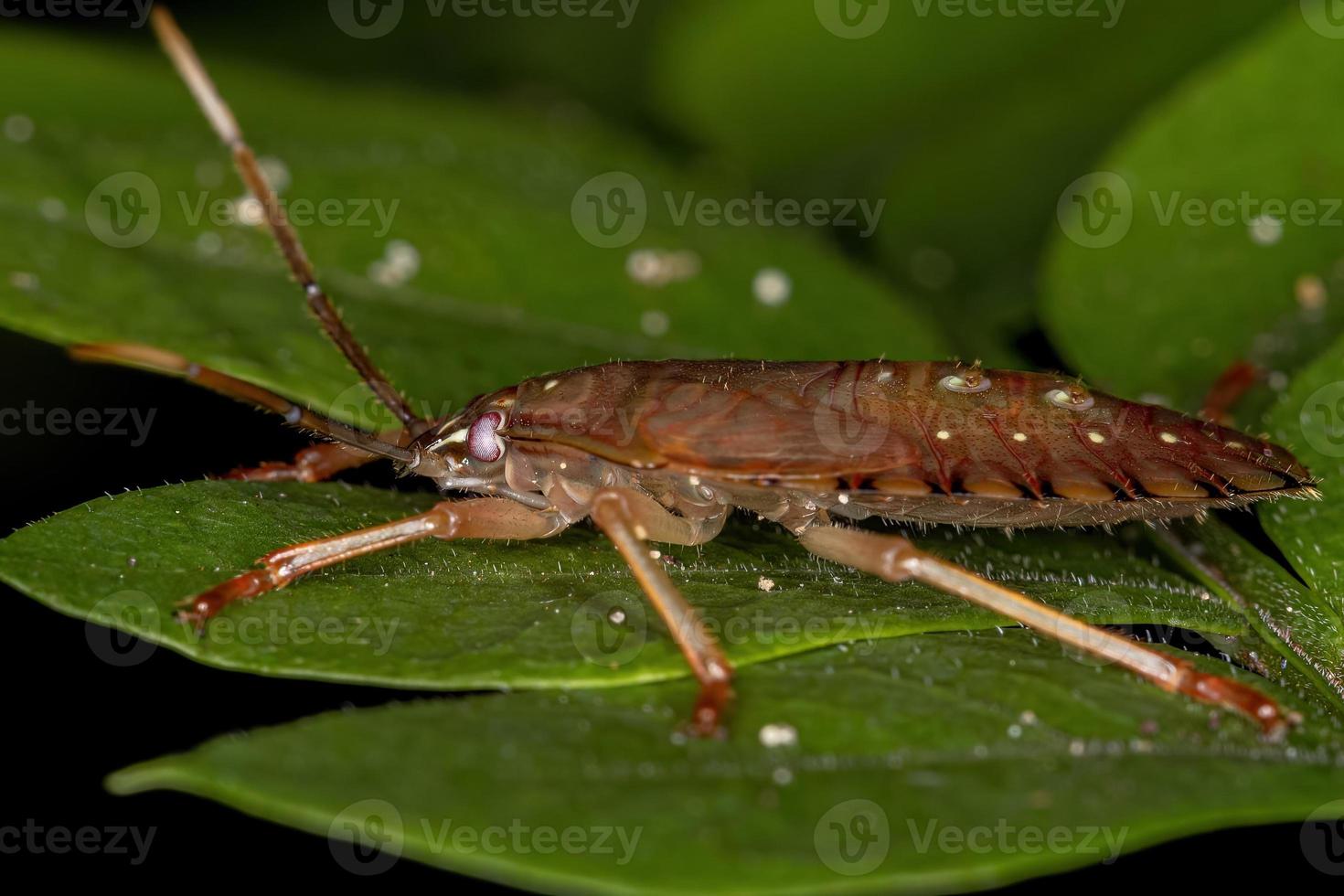 stink bug nimf foto