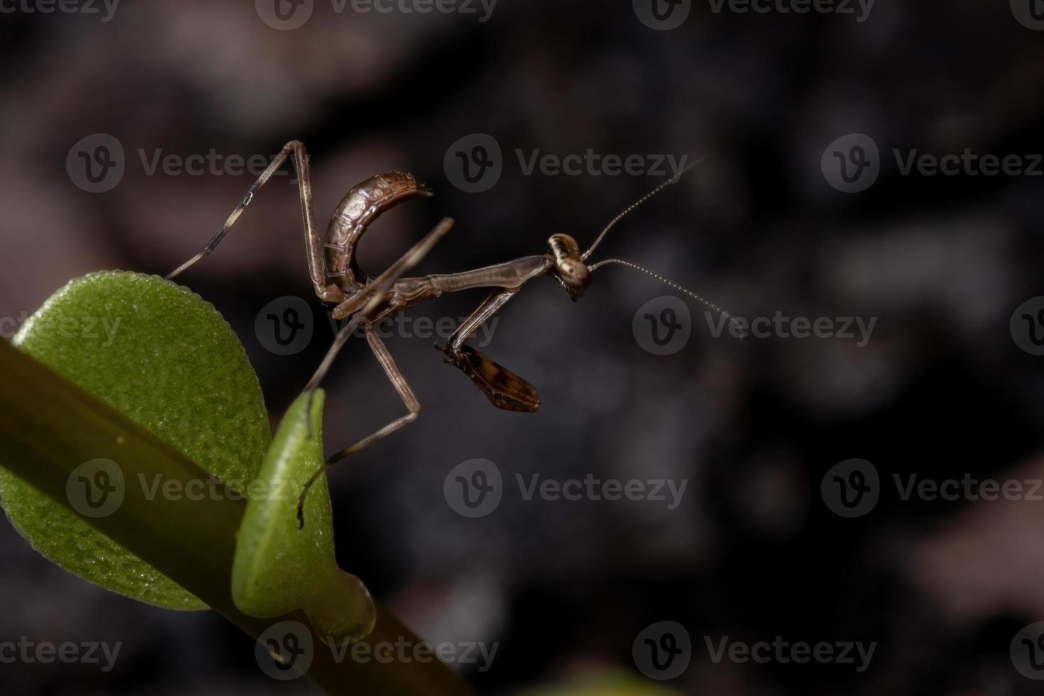 mannelijke mantid nimf foto