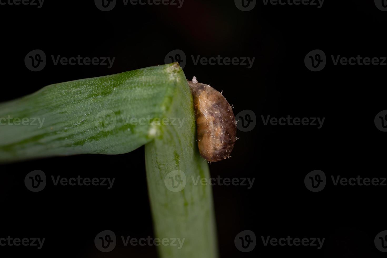 geparasiteerde zweefvlieg pop foto