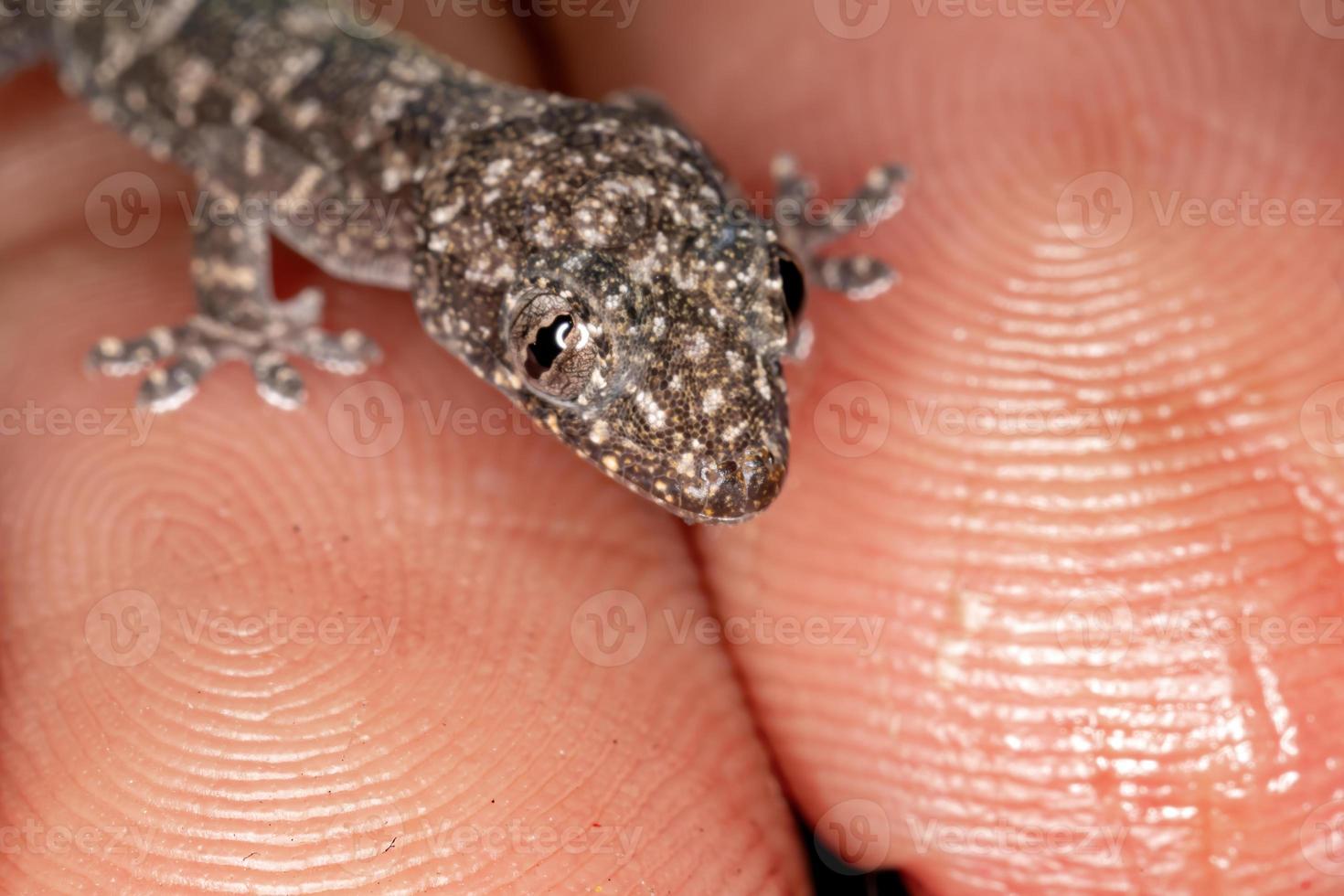 kosmopolitische huisgekko foto