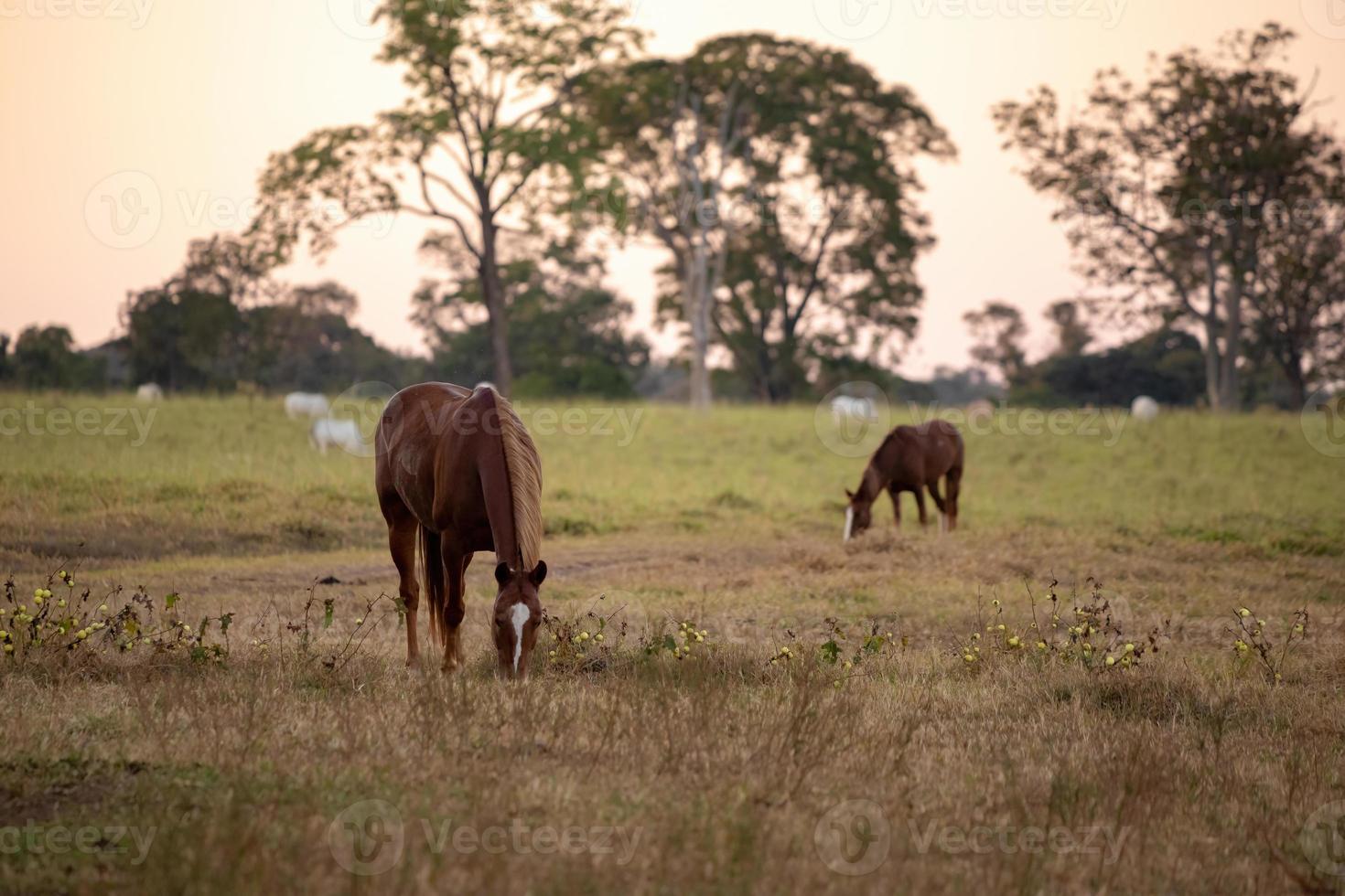 paard dat in een weiland rust foto