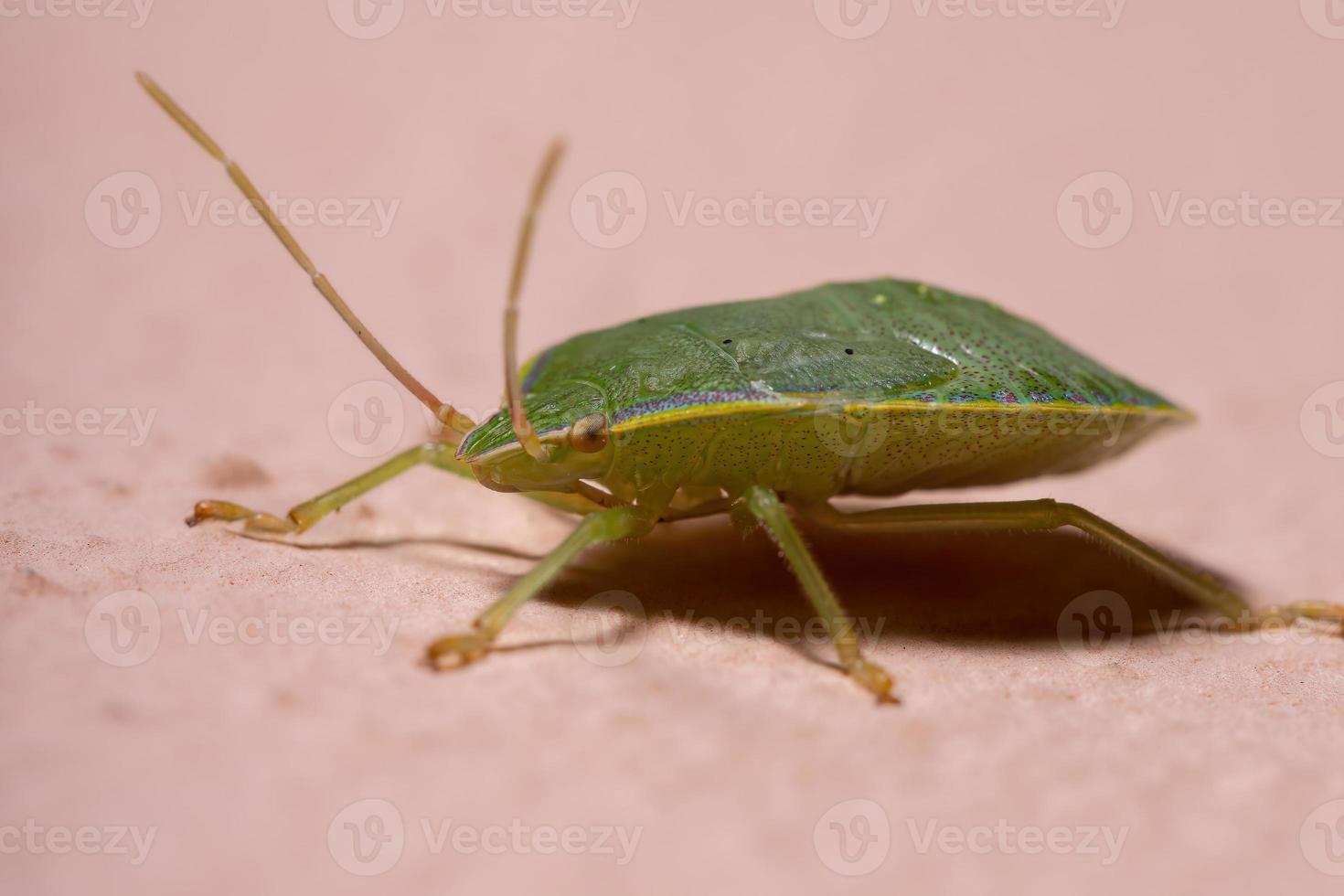 stink bug nimf foto