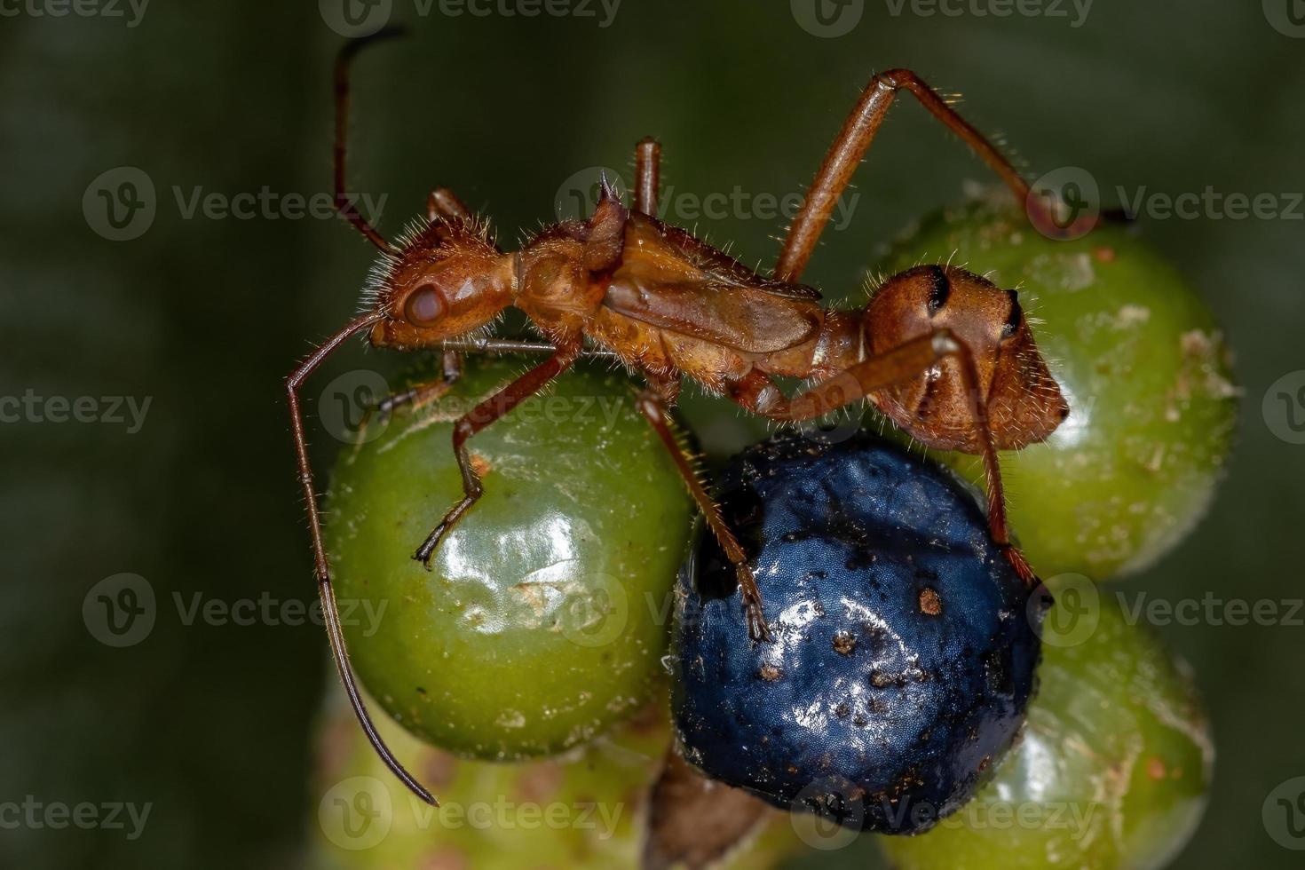 breedkoppige insectennimf foto