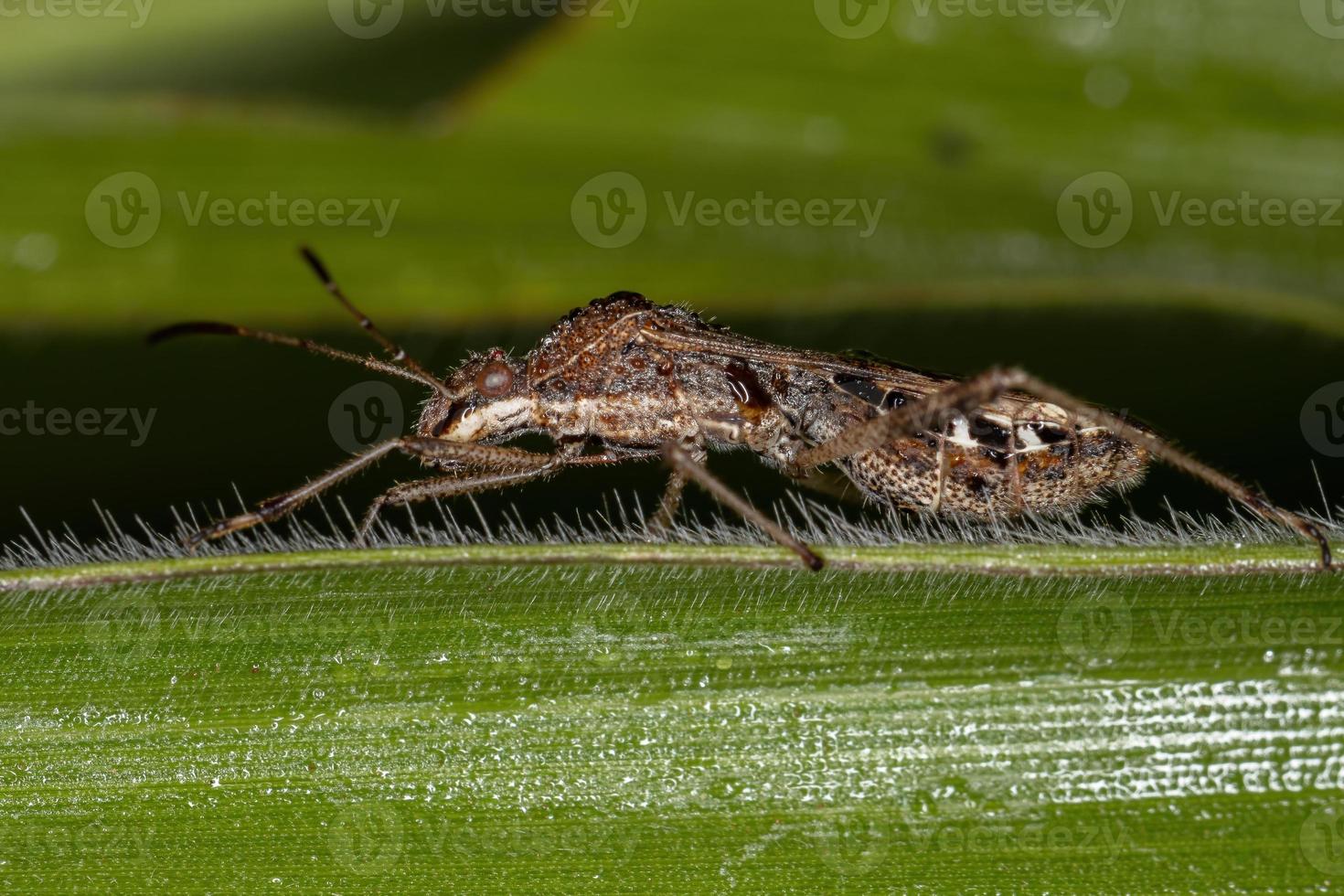 volwassen breedkopwants foto