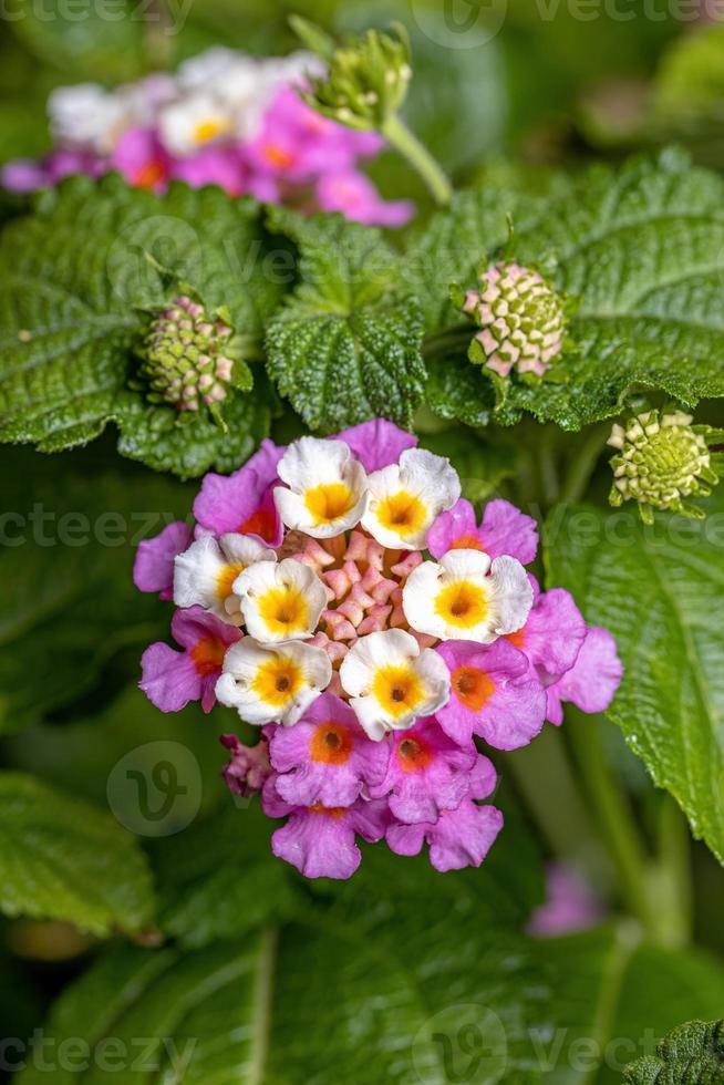 bloem van gewone lantana foto