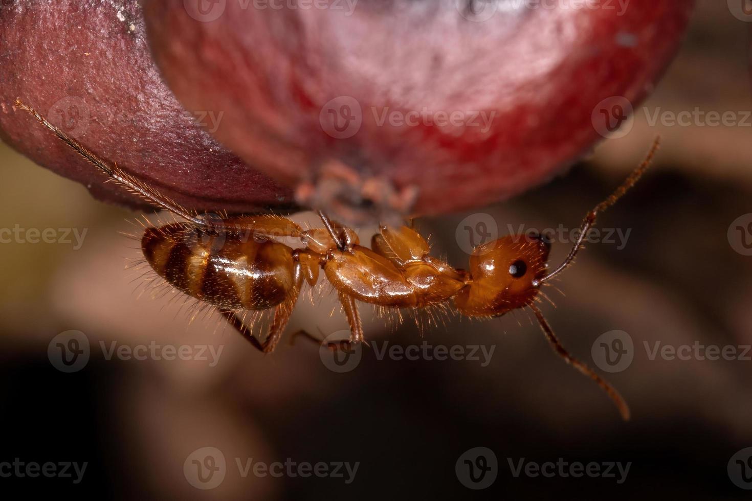 volwassen timmerman mier foto