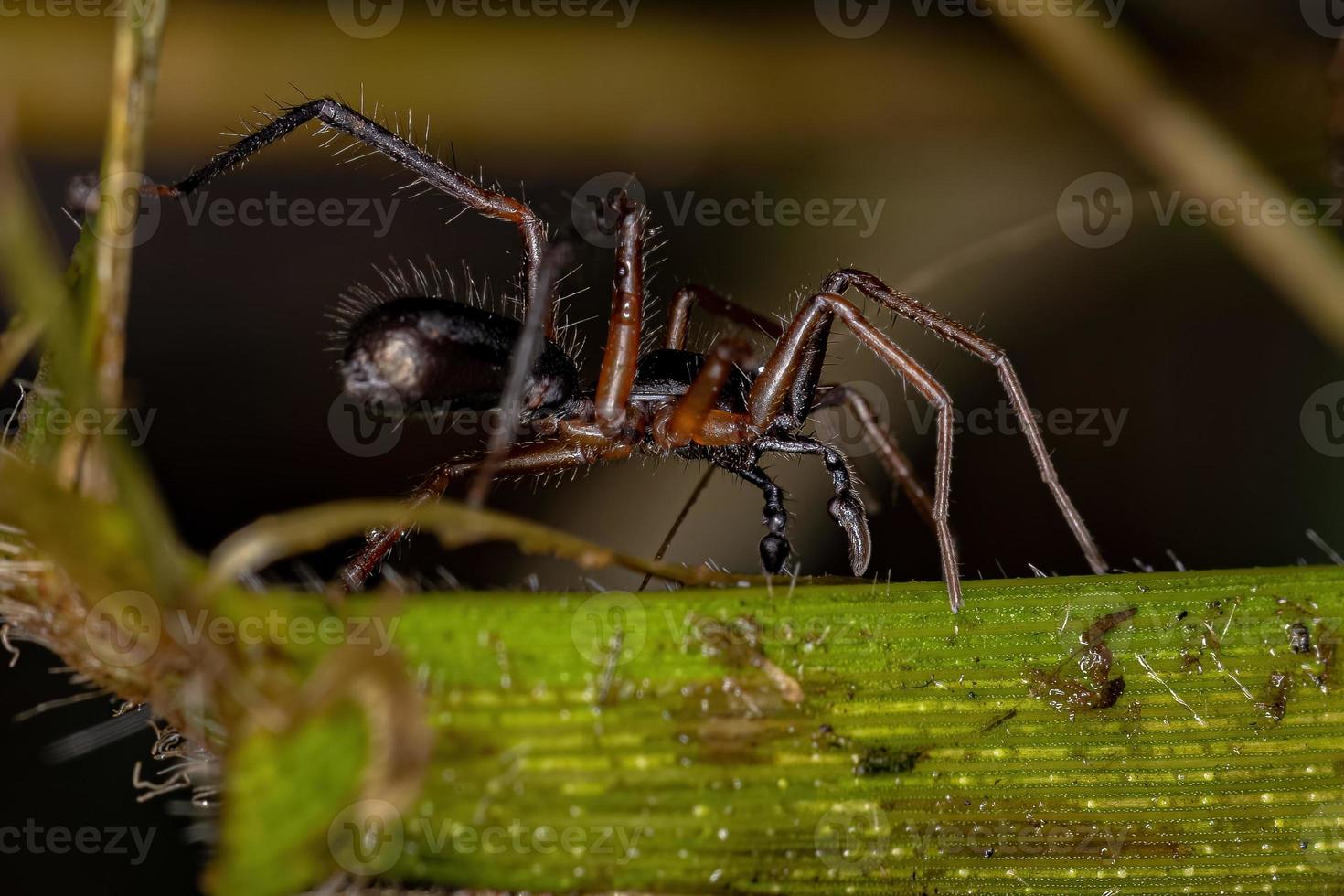 volwassen mannelijke mierenzakspin foto