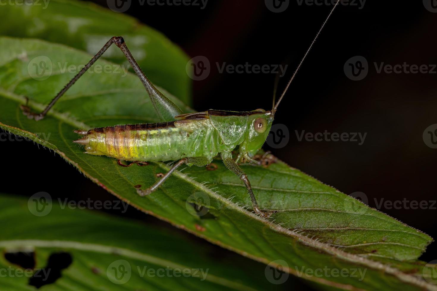 kleine weide katydid nimf foto