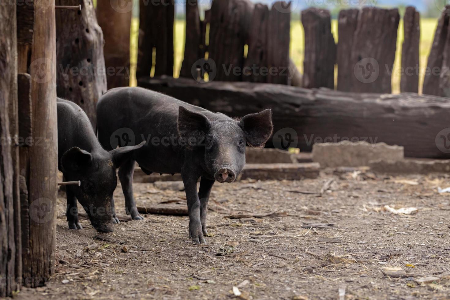 zwart varken gefokt foto