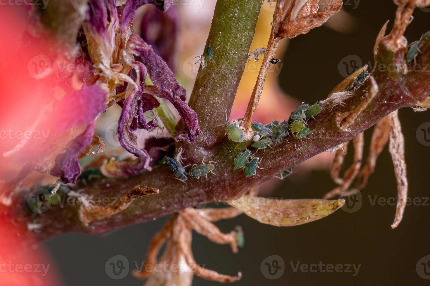 kleine bladluizen insectenop de plant vlammende katy foto