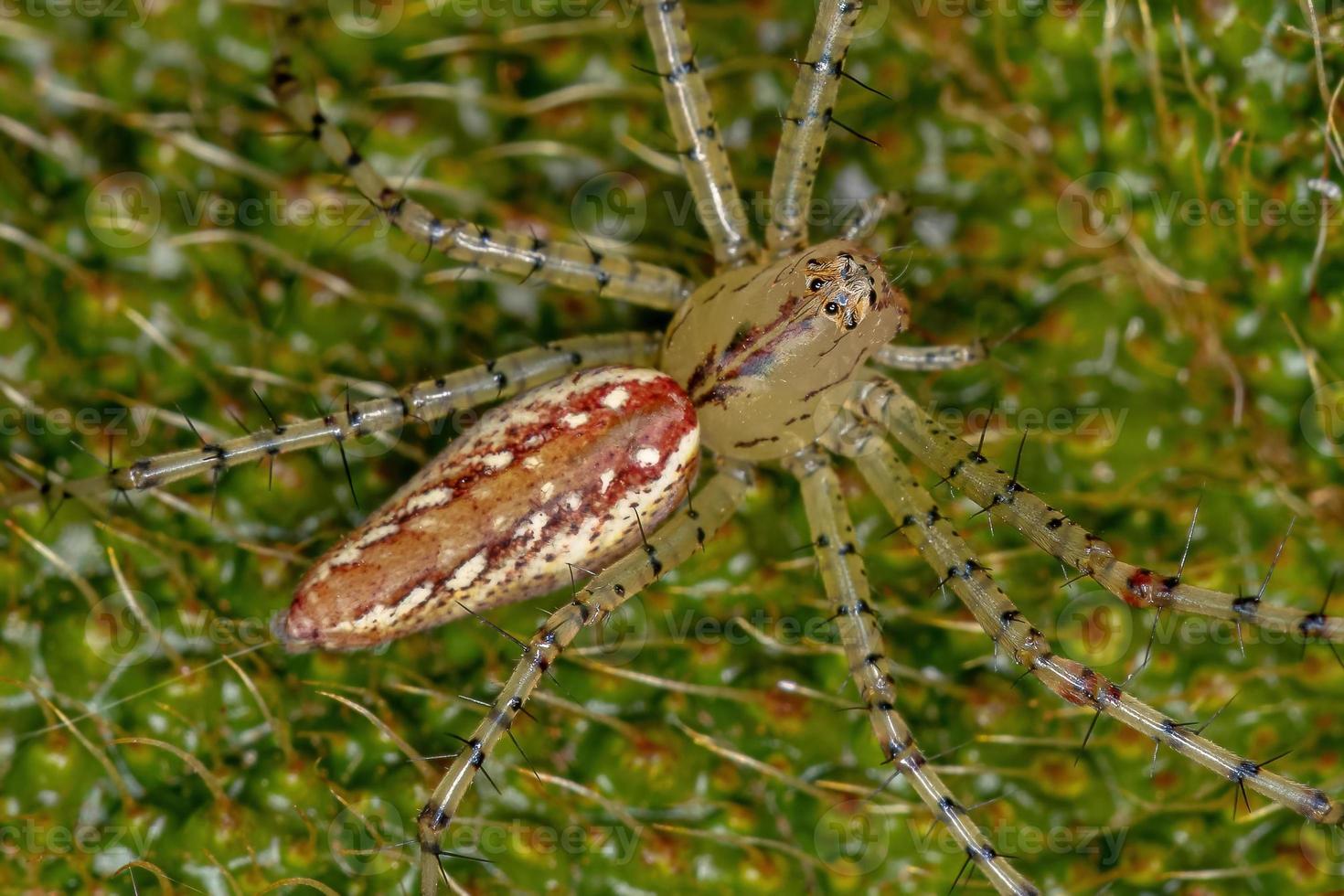 kleine lynx spin foto