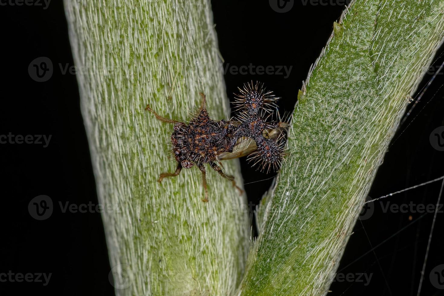 volwassen mier-nabootsende treehopper foto