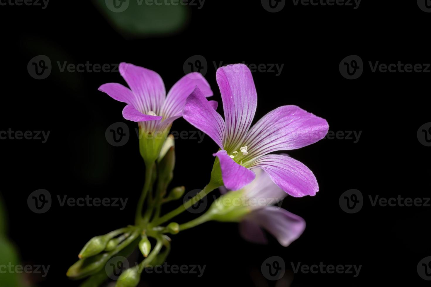 grootbloemige roze zuring foto