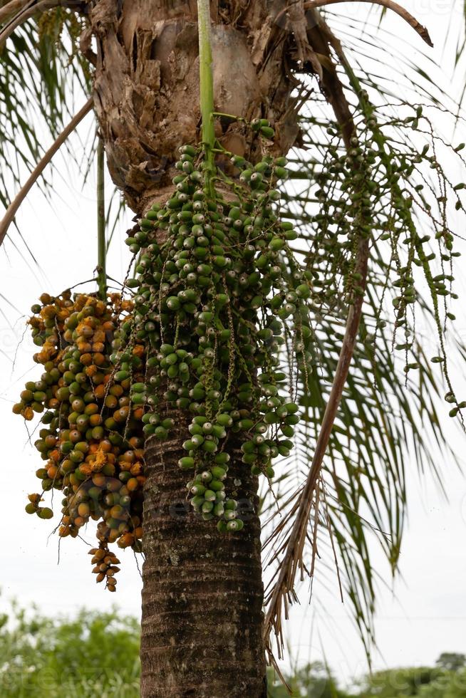 koningin palmboom foto