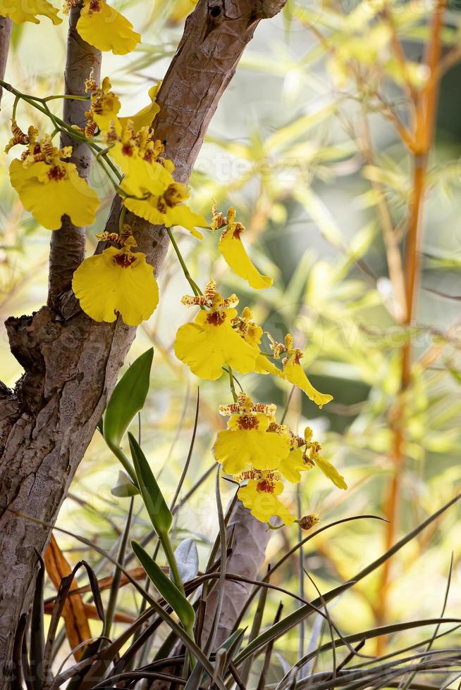 dansende dame orchidee foto