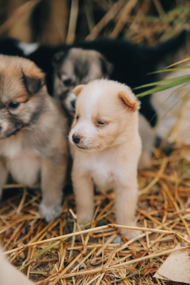 Daar zijn veel puppy's in de Woud foto