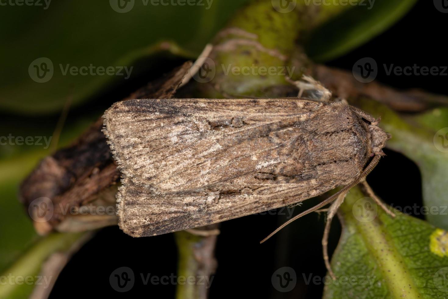 mannelijke volwassen ondergrondse dart foto