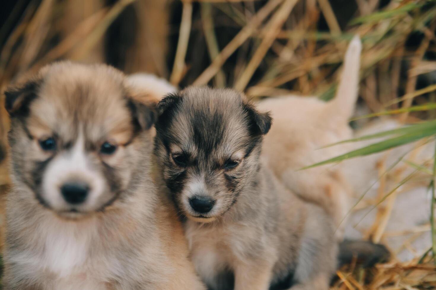 Daar zijn veel puppy's in de Woud foto