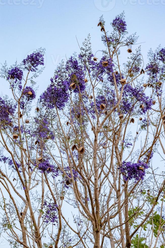 blauwe jacarandaboom foto