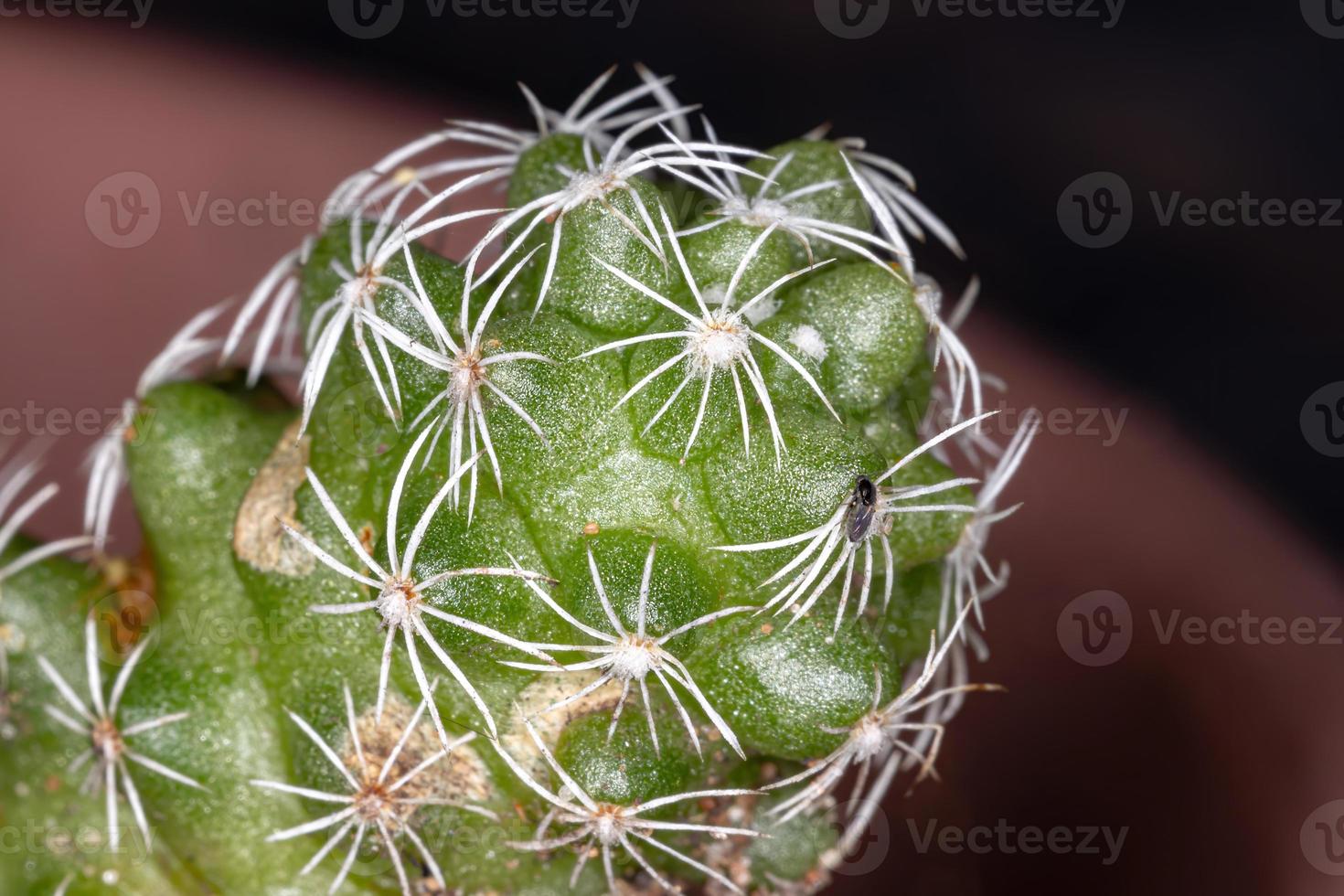 kleine groene cactus foto