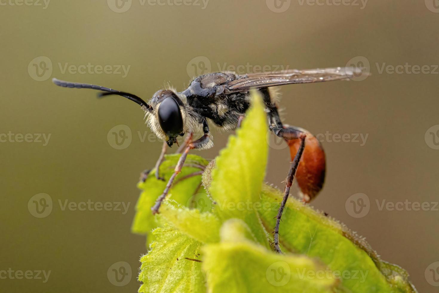 volwassen wesp met draadtaille foto