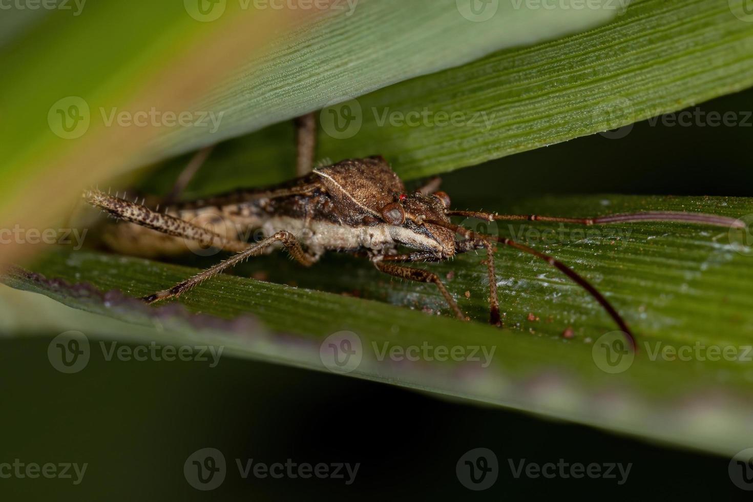 volwassen breedkopwants foto