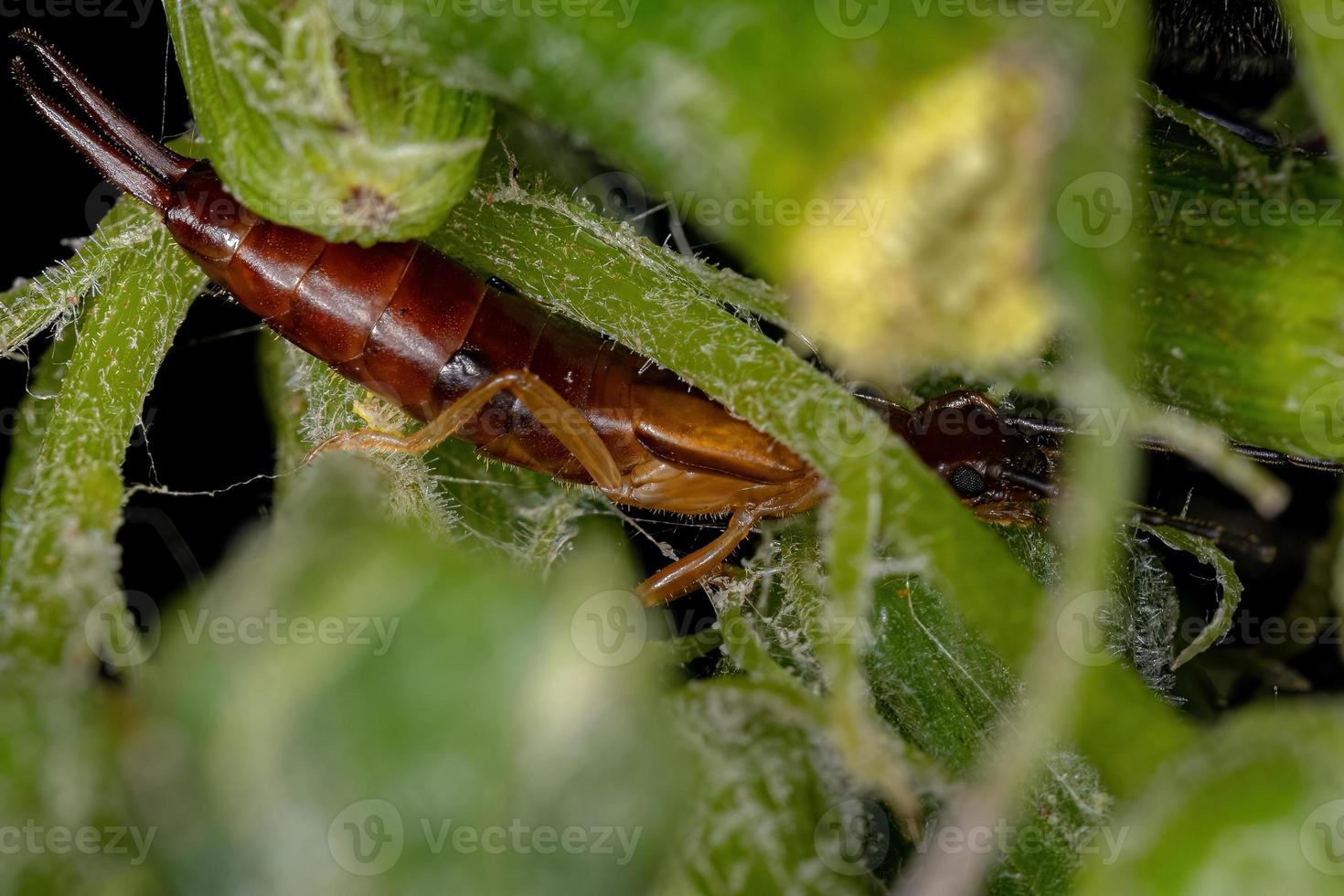 volwassen gewone oorworm foto