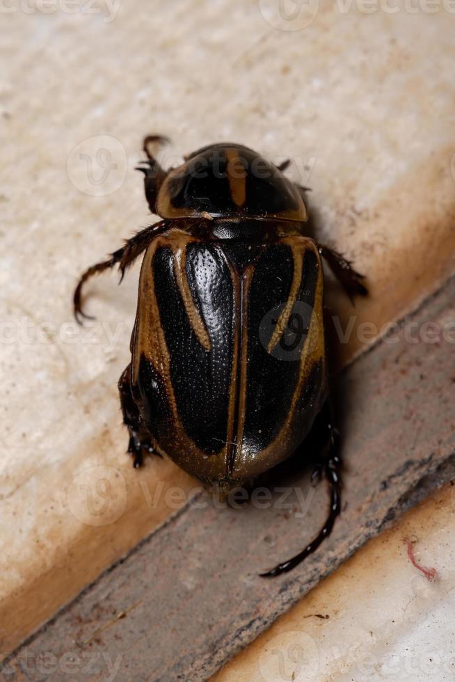 volwassen gemaskerde chafer foto