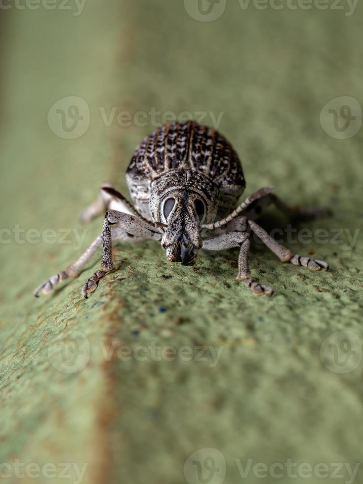 breedneuskever op een groene muur foto