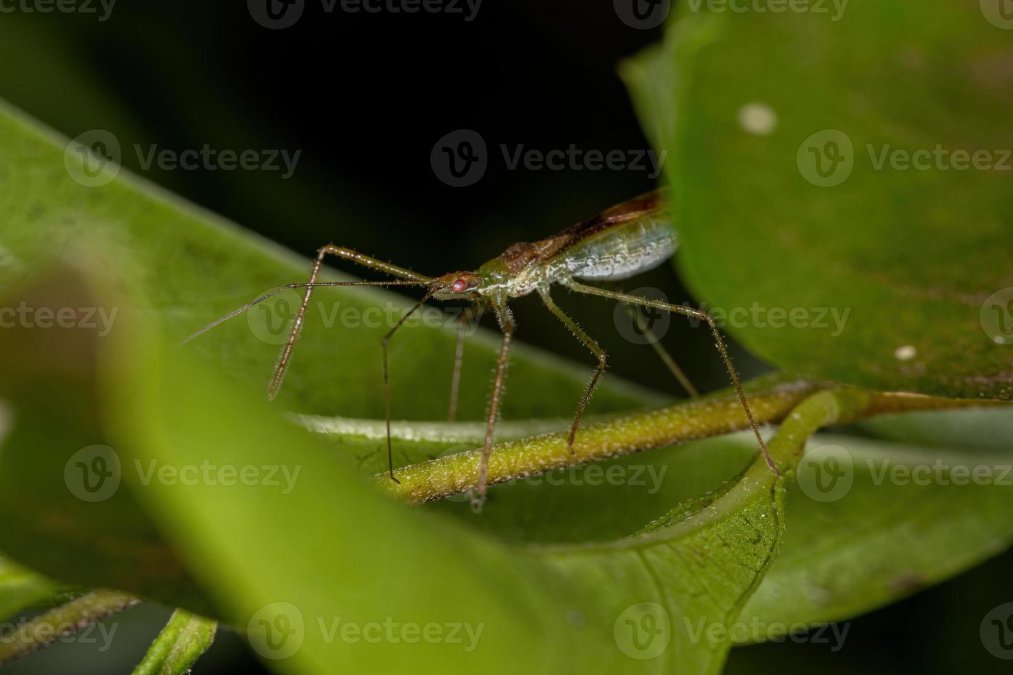 volwassen sluipmoordenaar foto