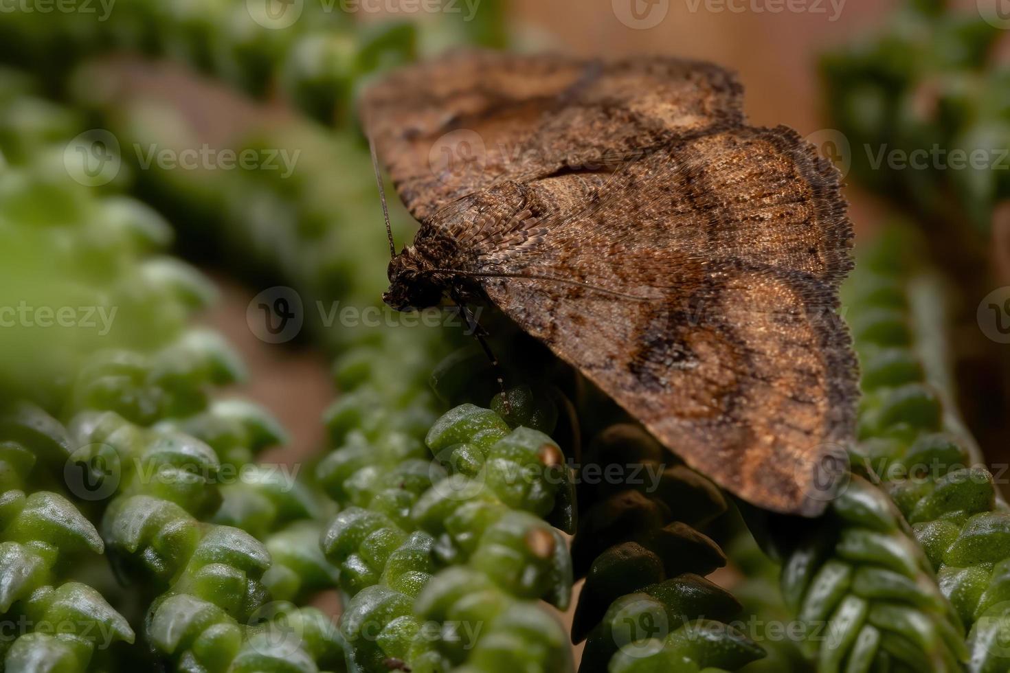 volwassen ondervleugelmot in een plant foto