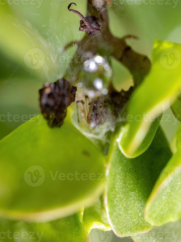 kleine bruine weduwe foto