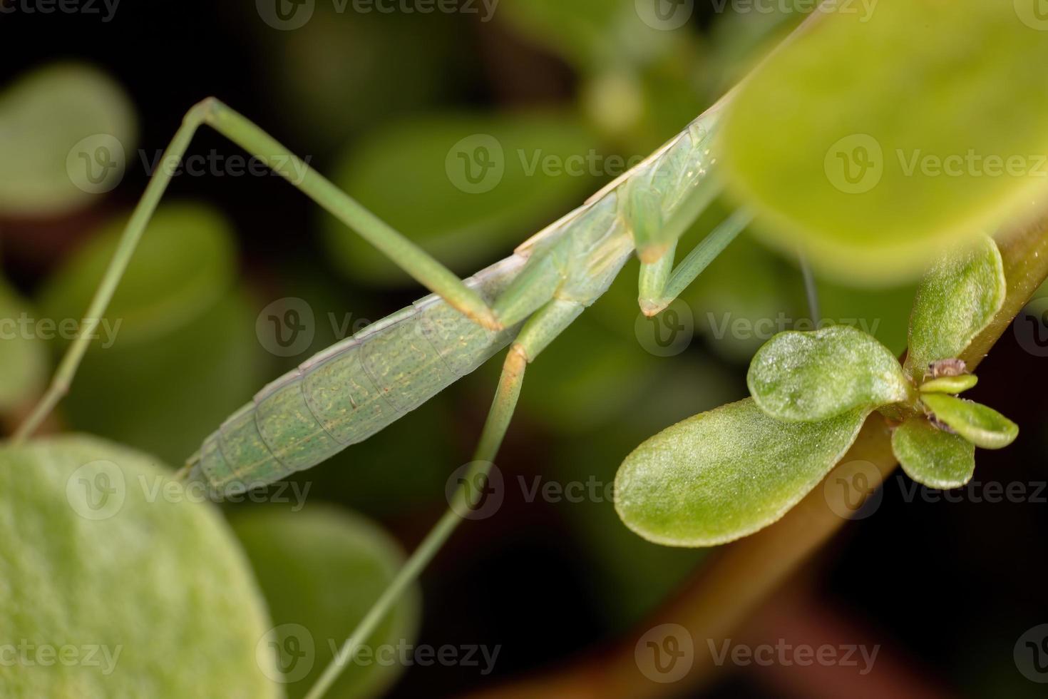 kleine mantid nimf foto