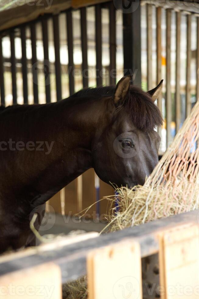 dichtbij omhoog wit donker bruin paard hoofd aan het eten in hout stal foto