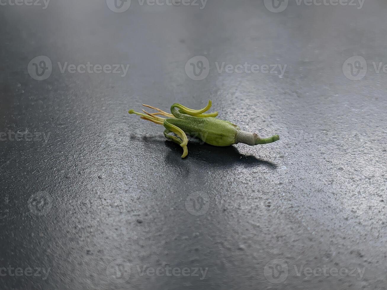 groen bloem bloemknoppen Aan een zwart achtergrond foto