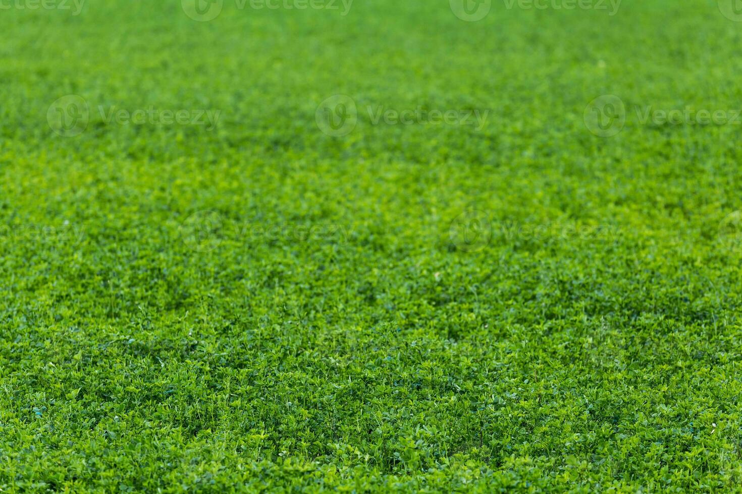 groen horizonloos veld- van agrarisch erwten selectief focus achtergrond met lens vervagen foto