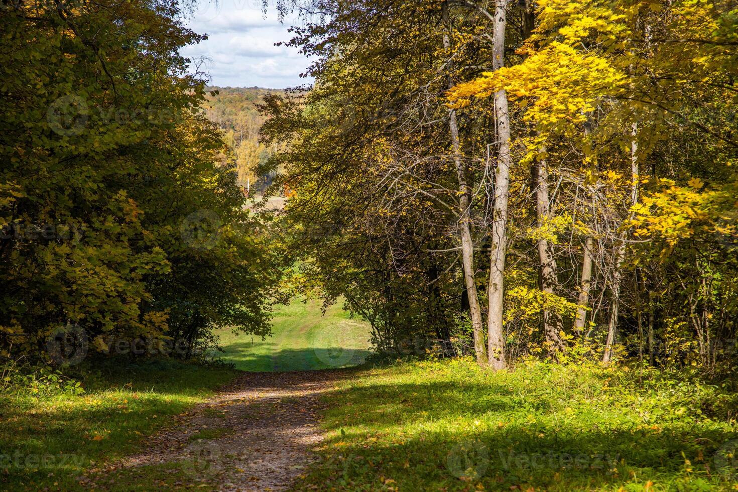 zonnig herfst- voetpad tussen bossen Bij dag tijd foto