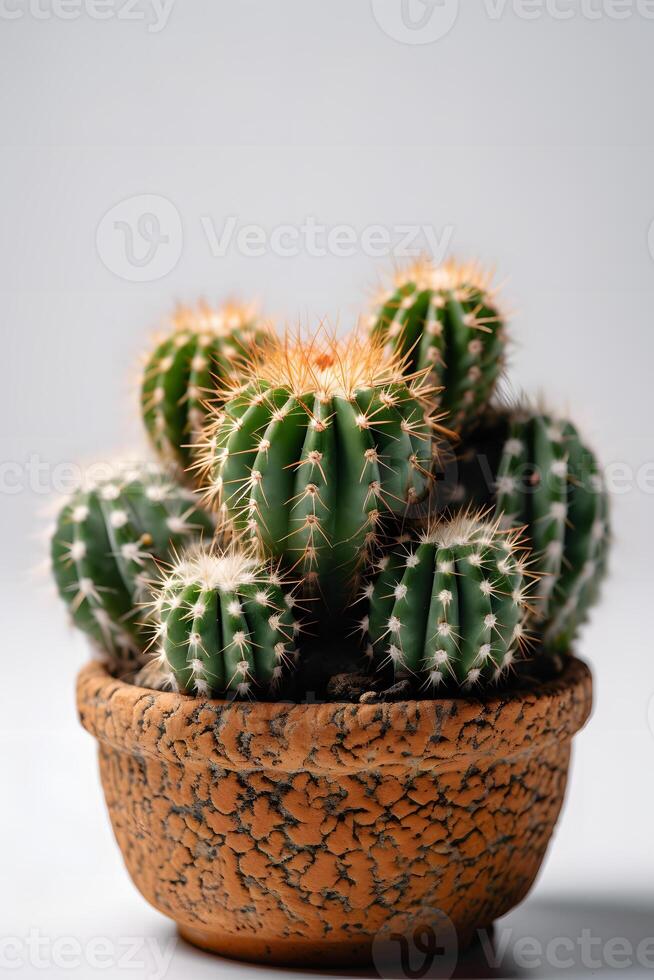 ai gegenereerd groep ronde binnen- fabriek cactussen in pot Aan wit achtergrond, neurale netwerk gegenereerd beeld foto