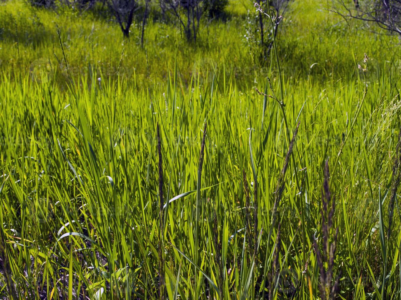 groen grasveld foto