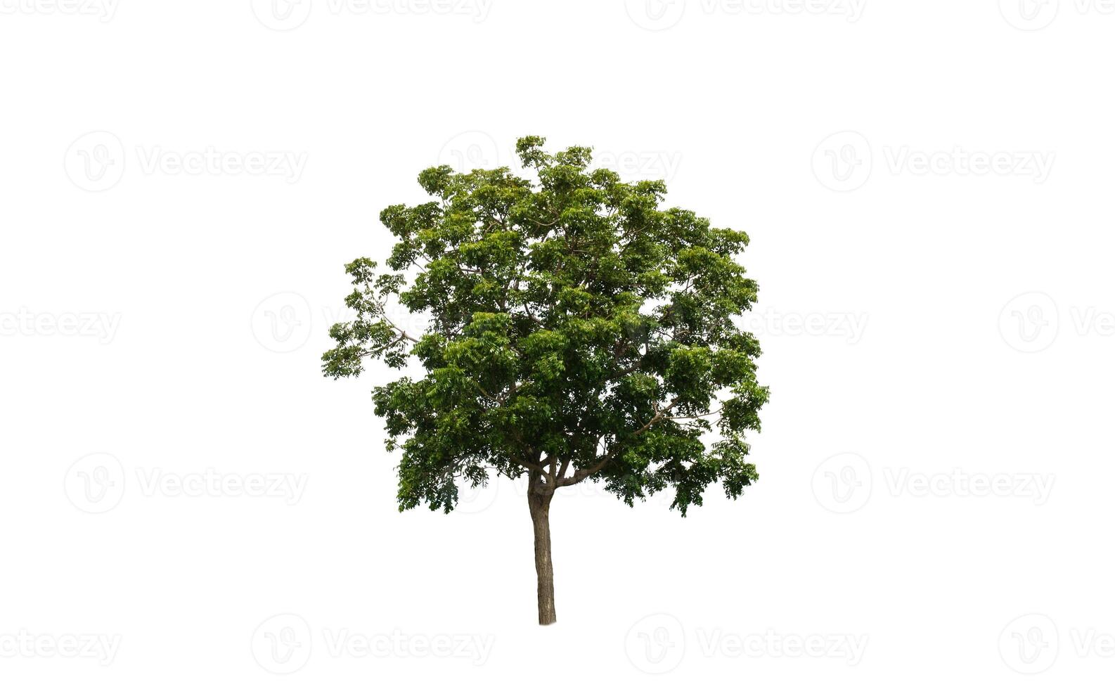 geïsoleerd bladverliezend boom Aan een wit achtergrond foto