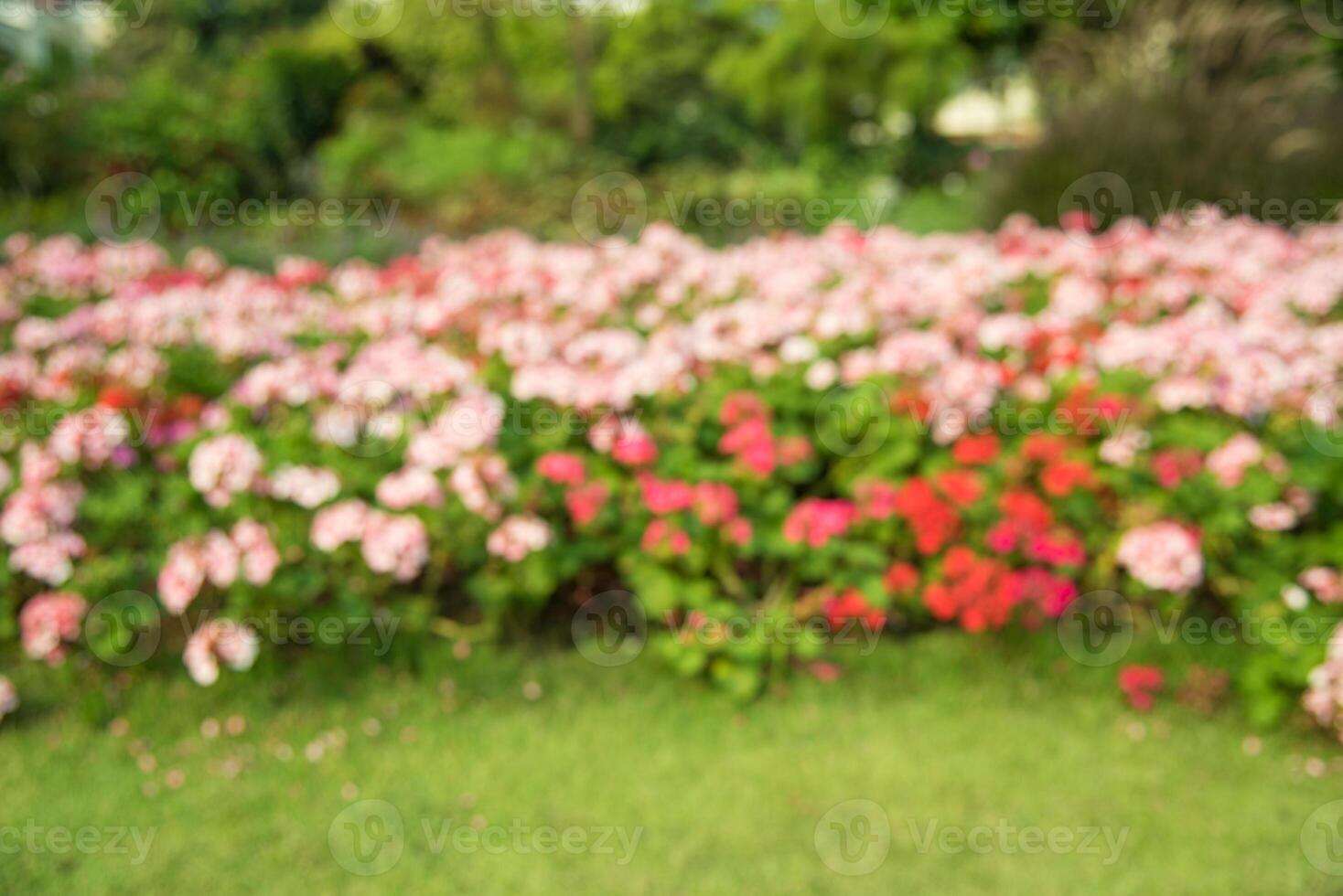 wazig bloem foto's in de tuin. foto