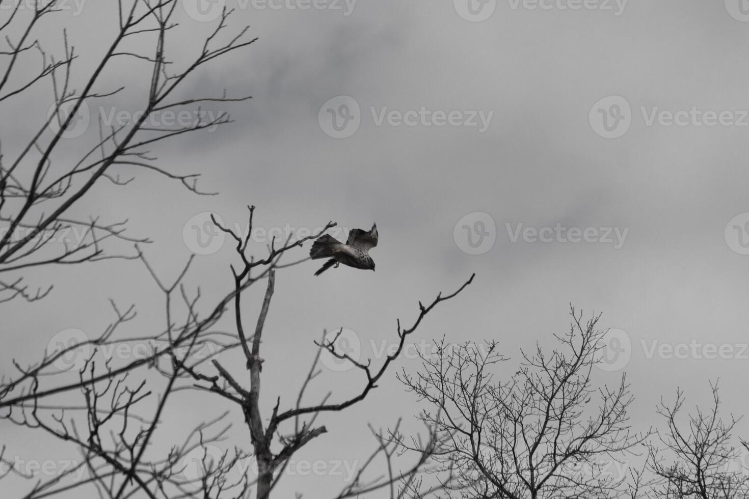 deze mooi rode spoor havik was nemen uit van de boom wanneer ik nam deze afbeelding. deze groot roofvogel is mooi naar horloge. de groot spanwijdte uitgerekt uit mooi ver. ik liefde de bruin veren. foto