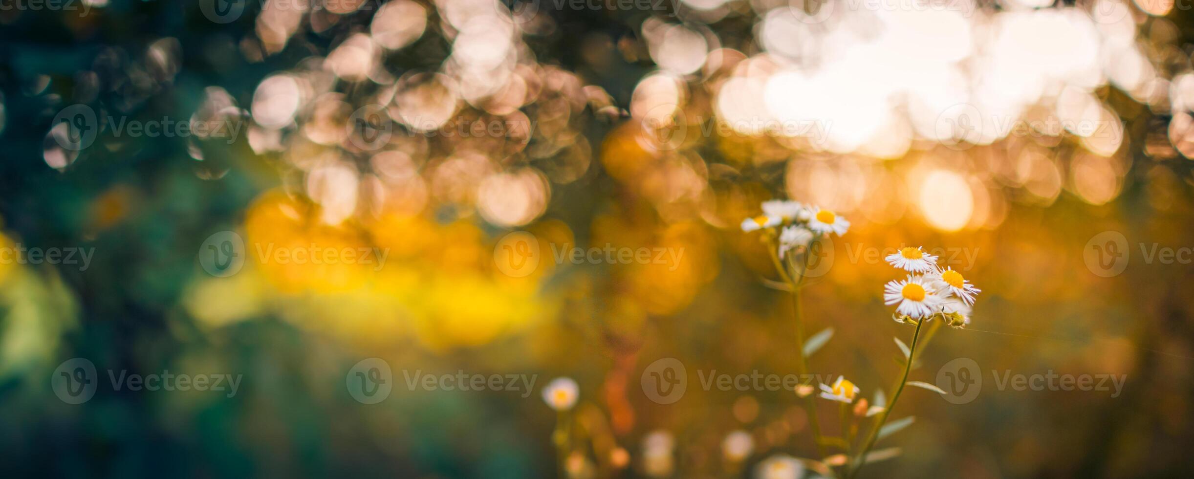 detailopname weide zonsondergang bloemen vervagen en zacht silhouet van gras bloemen met zonlicht. ontspannende natuur weide bloemen. vredig vervagen van herfst voorjaar natuur landschap. wild weide madeliefje bloemen foto