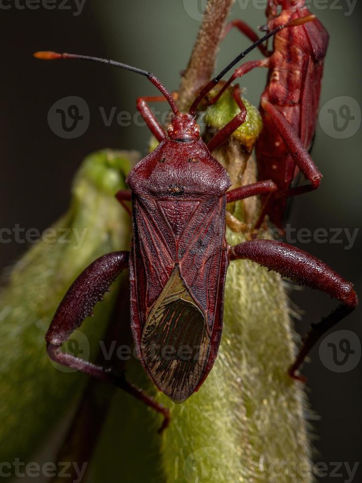 volwassen bladvoetwants foto