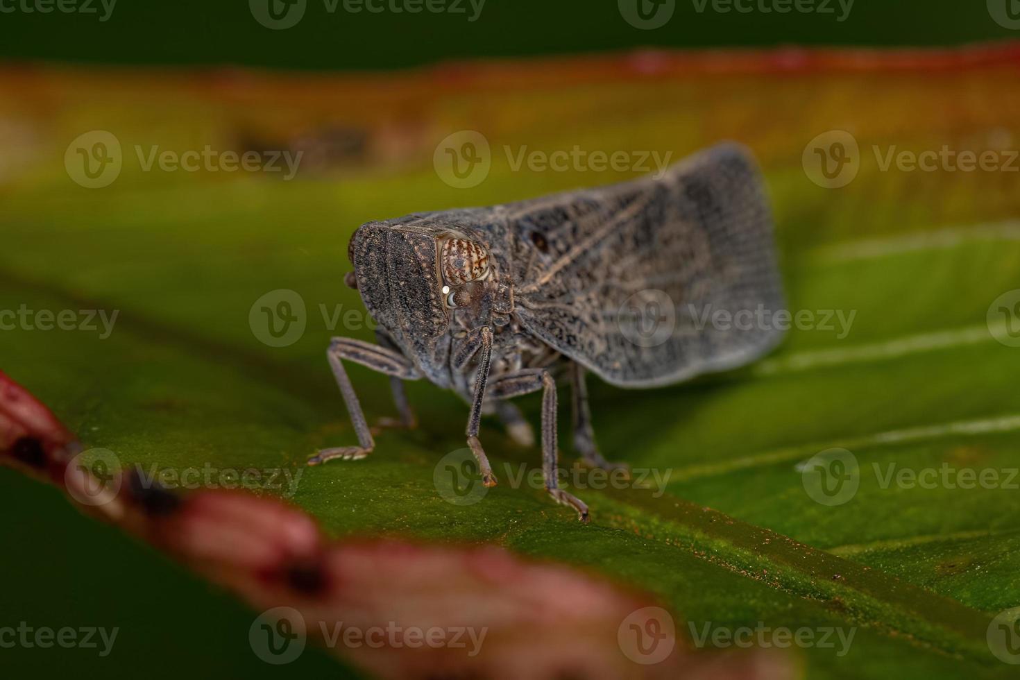 volwassen nogodinid planthopper insect foto