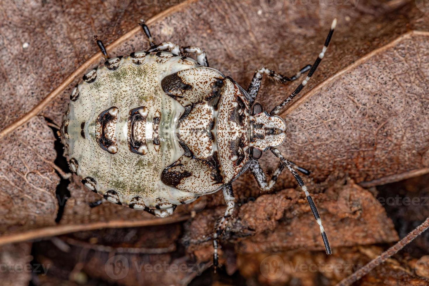 stink bug nimf foto