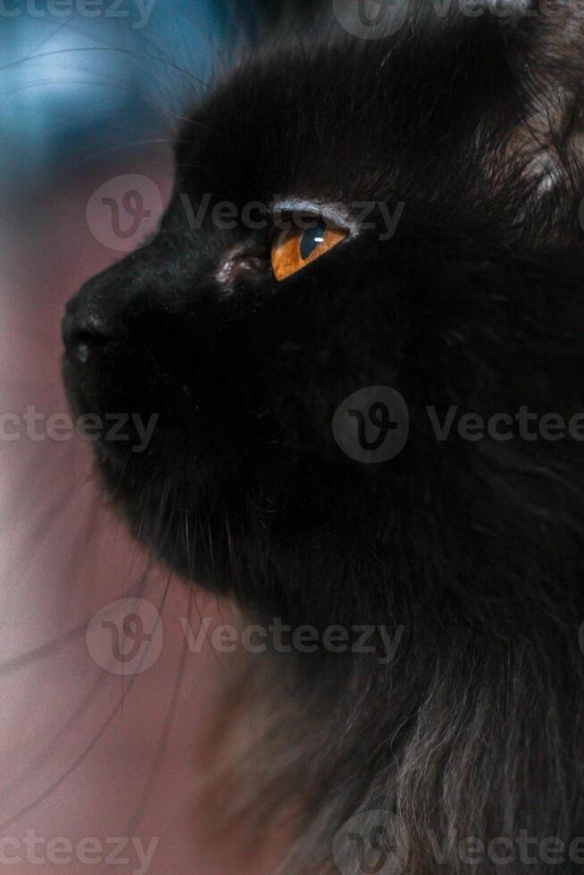 een zwart kat met oranje ogen foto