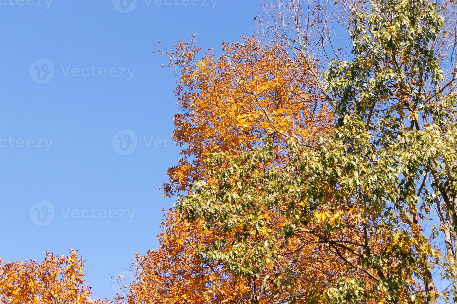 ik liefde de kijken van deze mooi herfst kleuren. de vallen gebladerte Bij haar piek. de oranje, geel, en rood tonen de bladeren zijn over naar druppel. een blauw lucht kan worden gezien in de achtergrond. foto